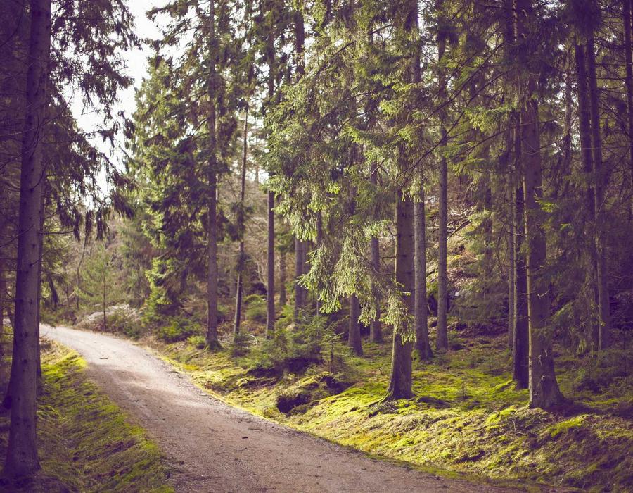 Quiet leaf light symbolizing Risevora ritual storytelling